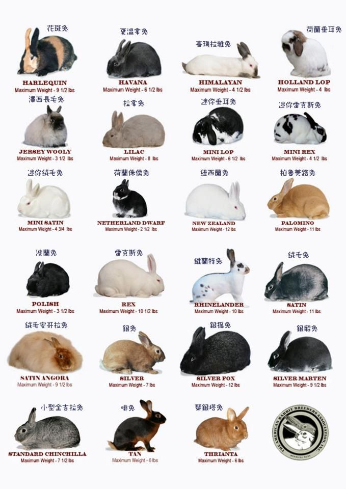 an image of many rabbits in different colors and sizes, all with names on them