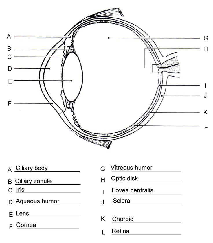 diagram-of-the-eye-worksheet-in-2022-human-eye-diagram-eye-anatomy