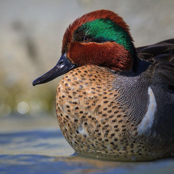 a close up of a duck in the water