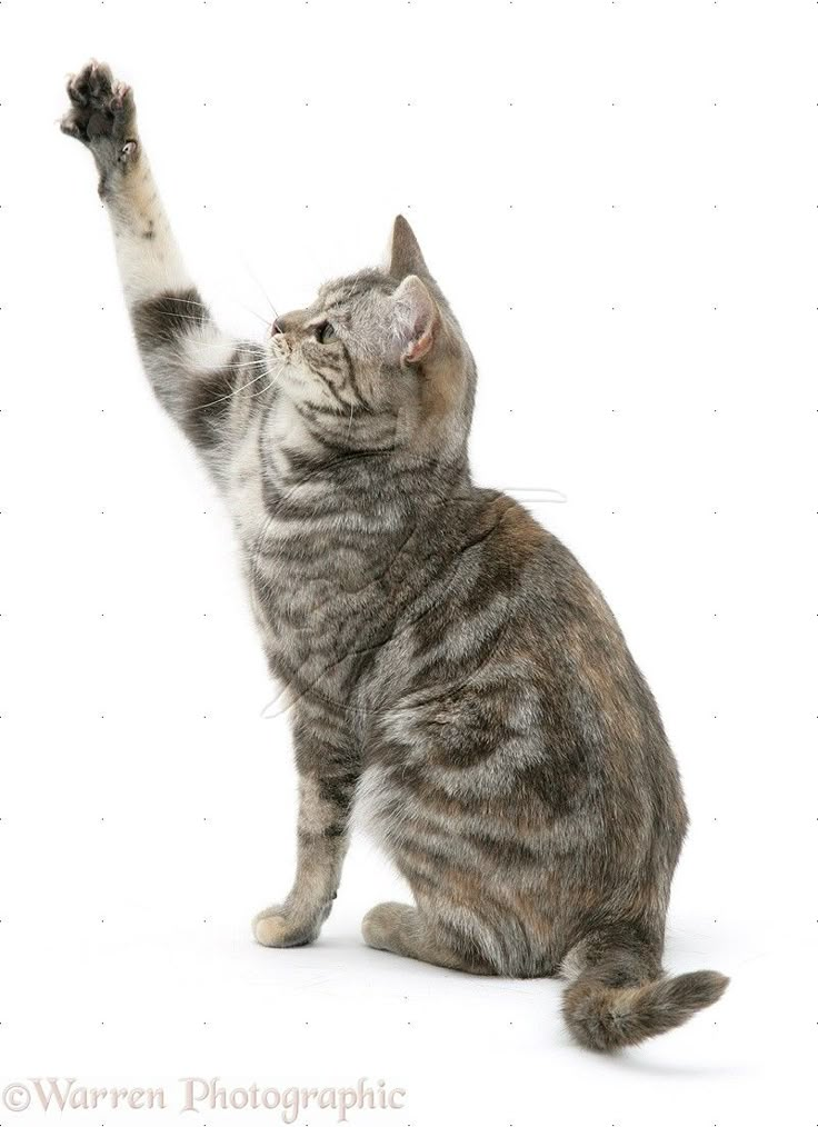 a gray and white cat reaching up into the air with it's front paws