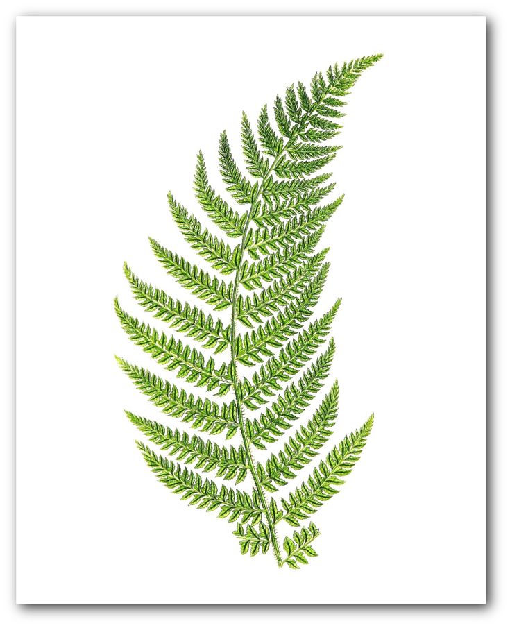 a green fern leaf on a white background