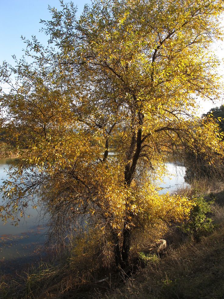 a tree with yellow leaves next to a body of water