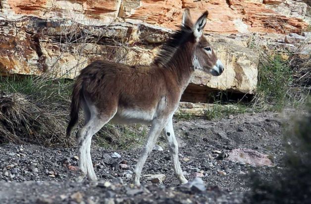 a small donkey standing on top of a rocky hillside next to a rock wall and grass