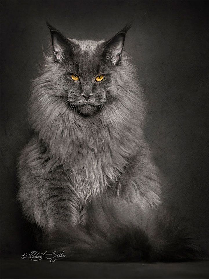 a long haired gray cat with yellow eyes sitting on a black background looking at the camera