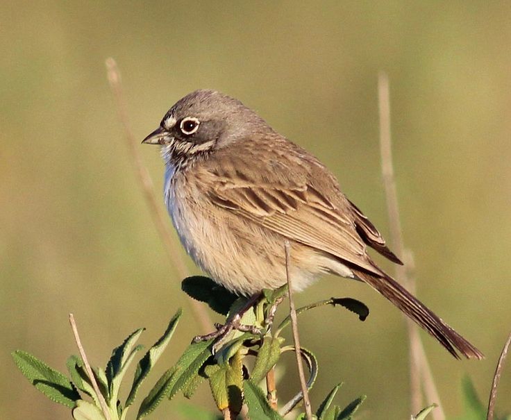 a small bird sitting on top of a green plant