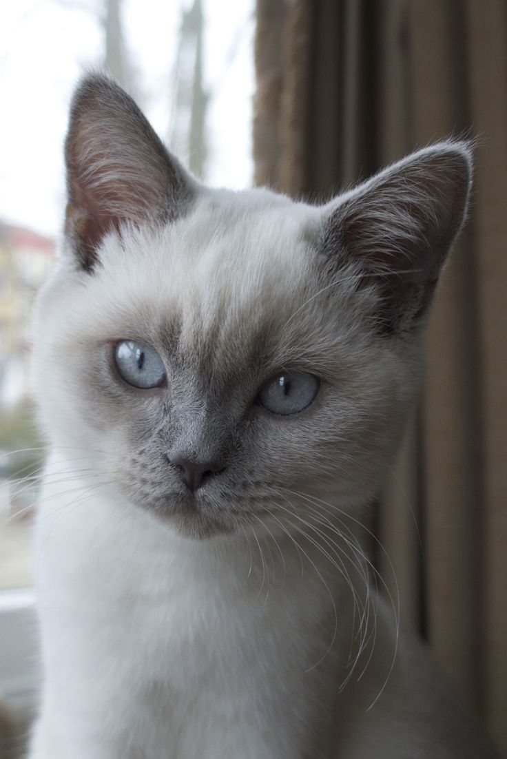 a white cat with blue eyes looking out the window