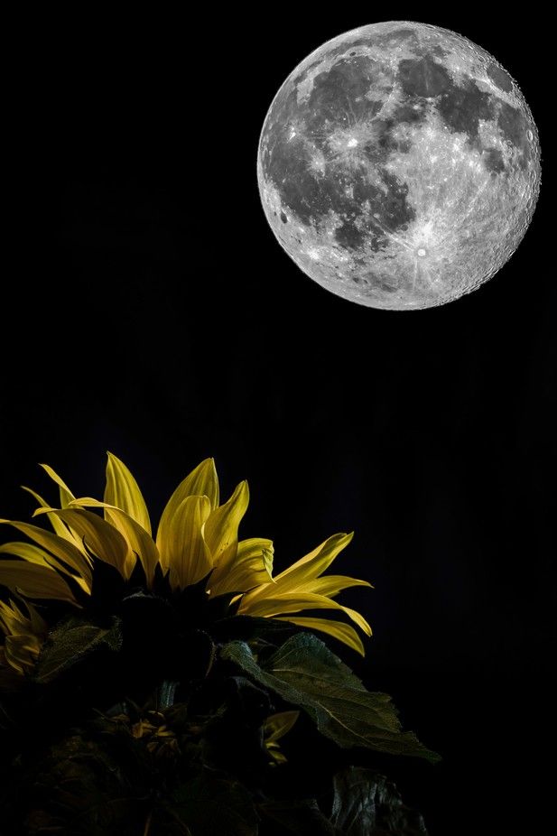 the full moon is shining brightly in the night sky over a sunflower plant with green leaves