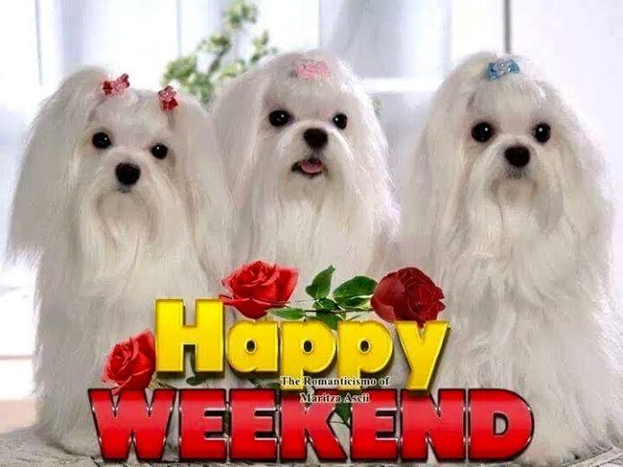 two white dogs are standing next to each other with the words happy weekend written on them