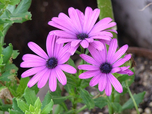 three purple flowers with green leaves in front of a potted plant on the ground