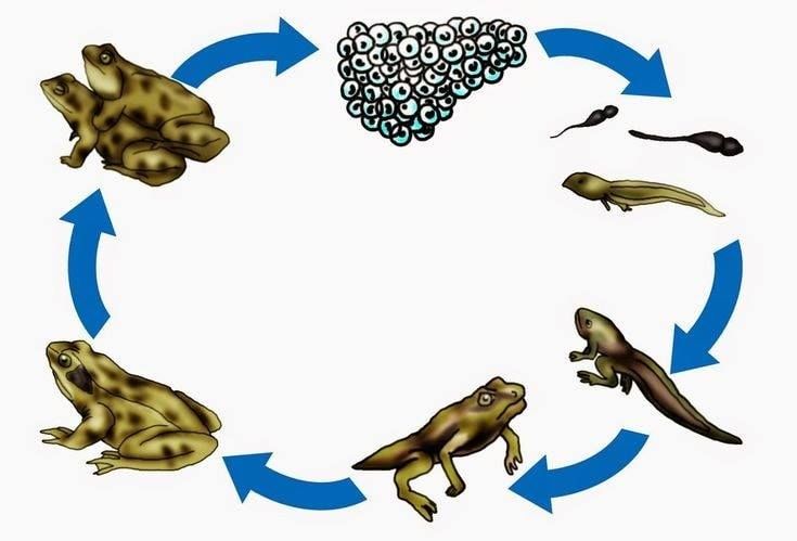 an image of frog life cycle with different types of frogs in the middle and on the bottom