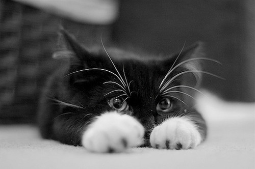 a black and white cat laying on top of a floor next to a caption that reads cats are like music