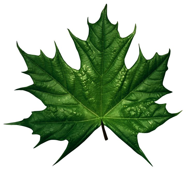 a green leaf with drops of water on it's leaves, isolated against a white background