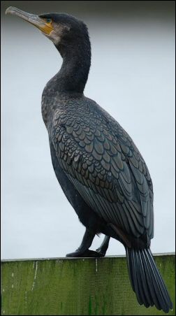 a large bird sitting on top of a wooden post