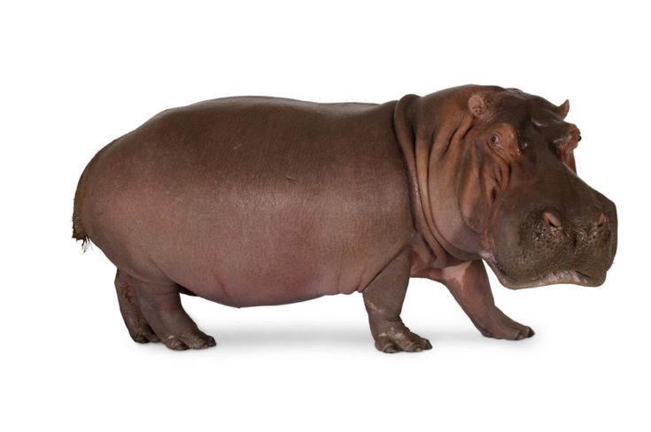 a small hippopotamus walking across a white background