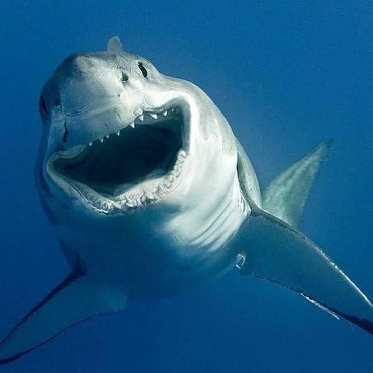 a shark with its mouth open and the words don't worry be happy