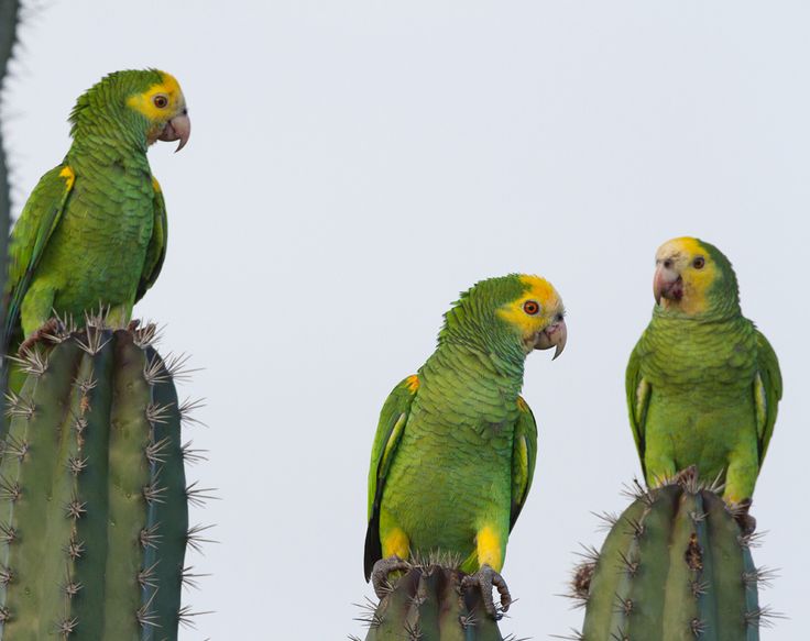 three green parrots sitting on top of a tall cactus in front of a white sky