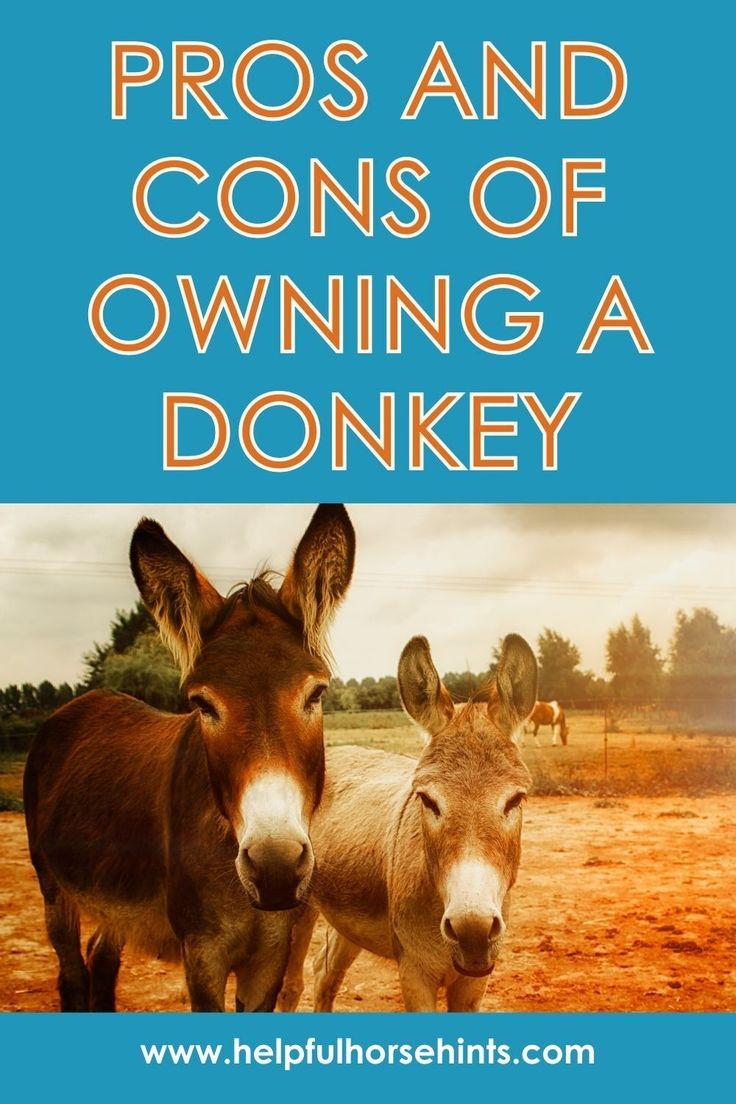 two donkeys standing next to each other with the words pros and cons of owning a donkey