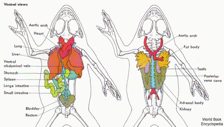 the muscles are labeled in this diagram