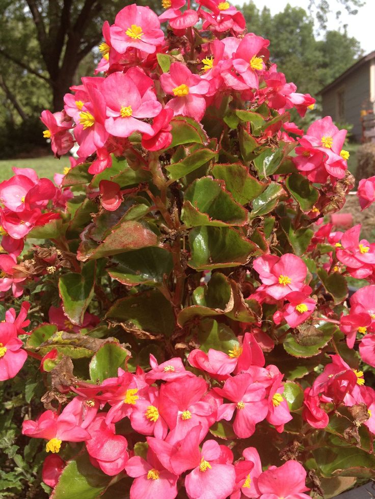 pink flowers are blooming in the garden