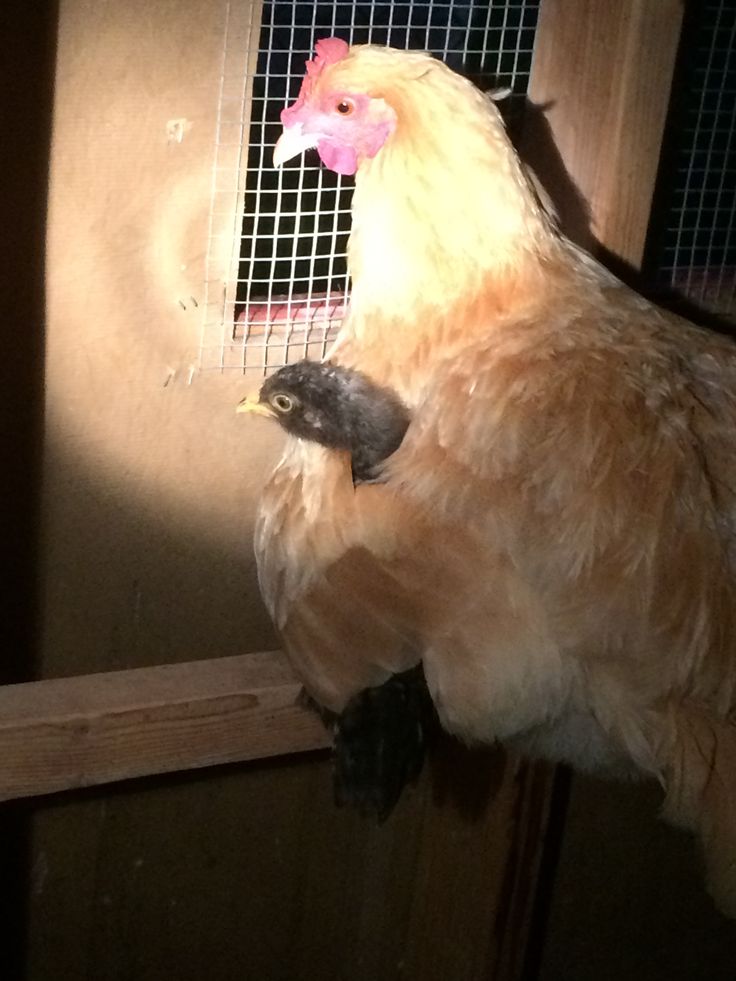 a close up of a chicken in a cage