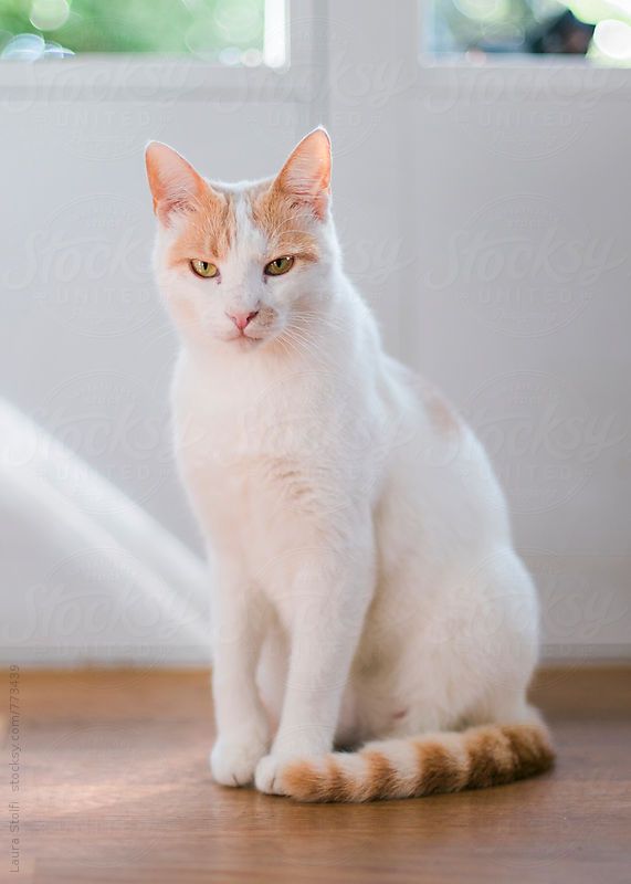 an orange and white cat sitting on the floor looking at the camera by jodi lenski for stocksy photography