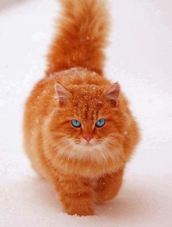 an orange cat with blue eyes walking in the snow