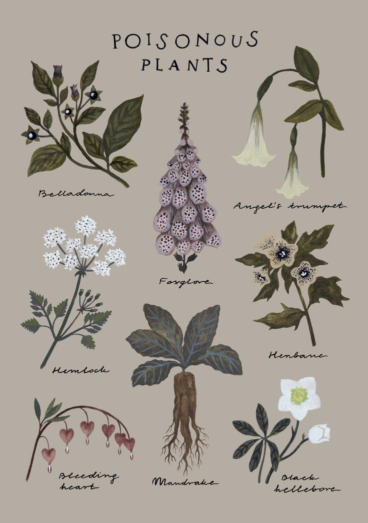 Poisonous Plants Print Botanical Chart Poster - Etsy Canada | Poisonous ...