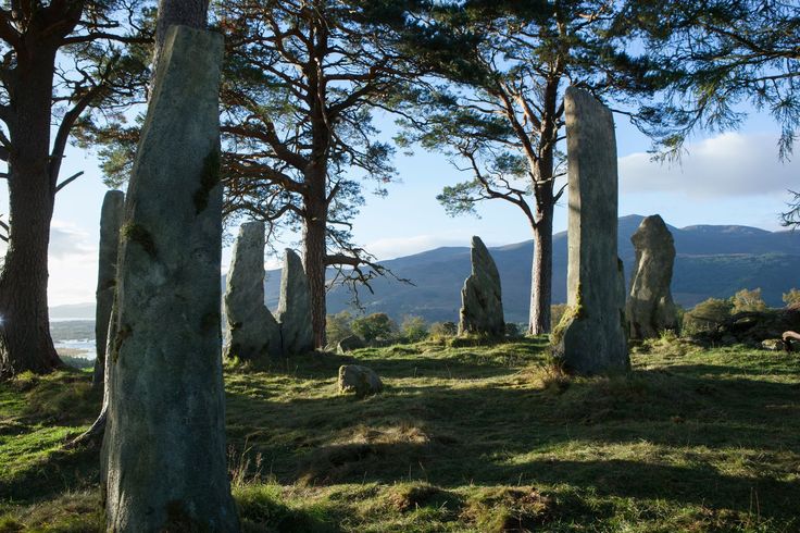 an image of a group of trees in the middle of a field with headstones