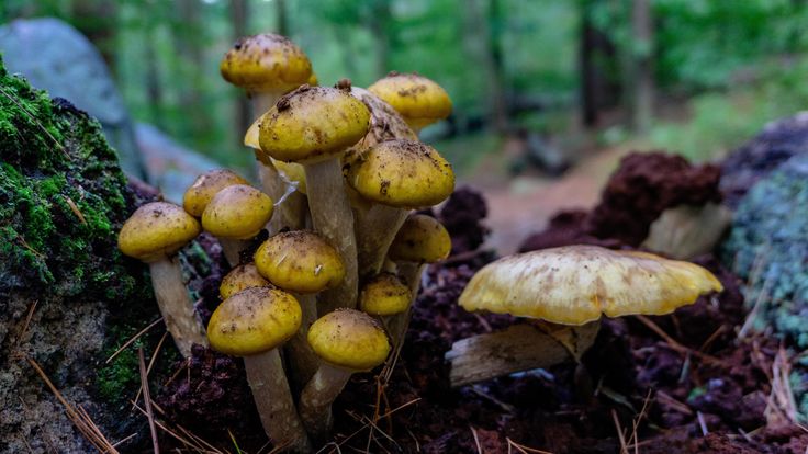 small yellow mushrooms growing in the forest