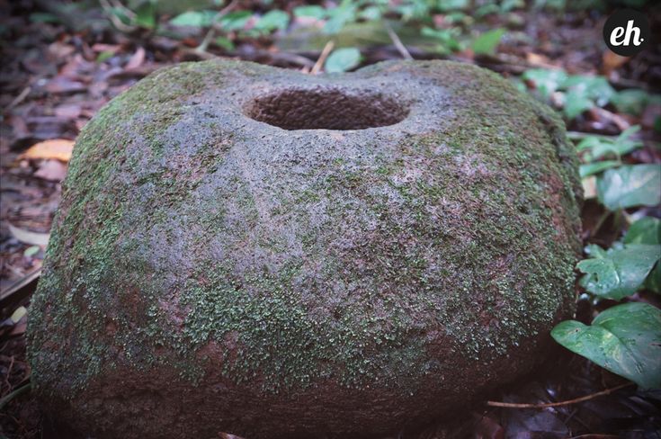 a moss covered rock sitting in the middle of some leaves and plants on the ground