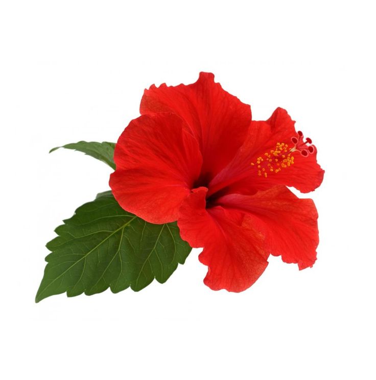 Hibiscus | Fleurs hibiscus, Hibiscus, Hibiscus de jardin