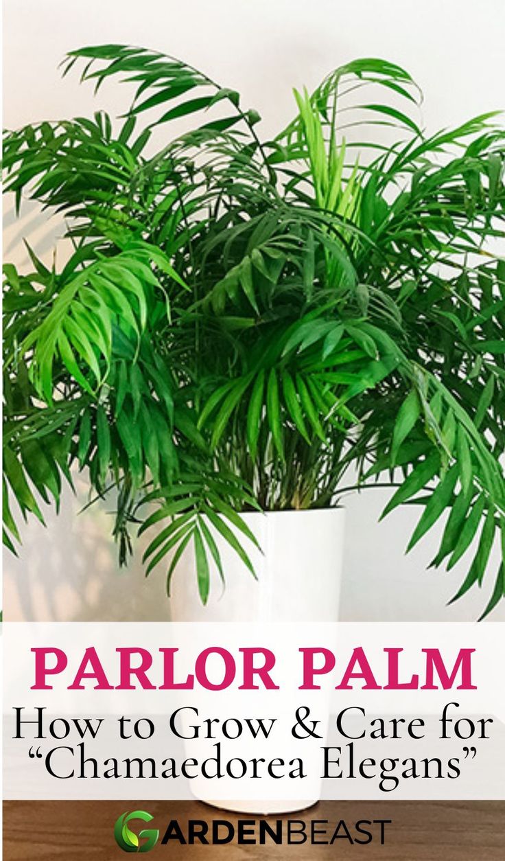 Parlor Palm Guide: How to Grow & Care for “Chamaedorea Elegans” | The help