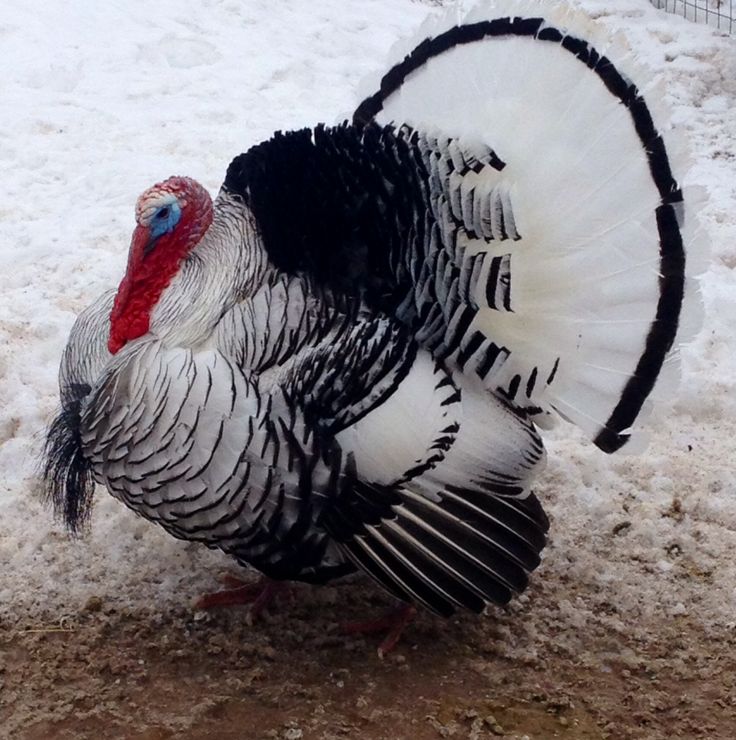 a close up of a turkey in the snow