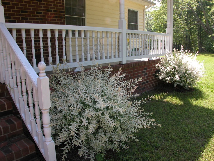 white flowers are blooming in front of the porch railings on this home's lawn