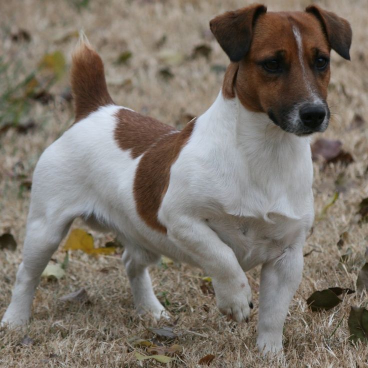 a small brown and white dog standing on top of dry grass next to fallen leaves