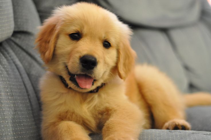 a puppy sitting on top of a couch