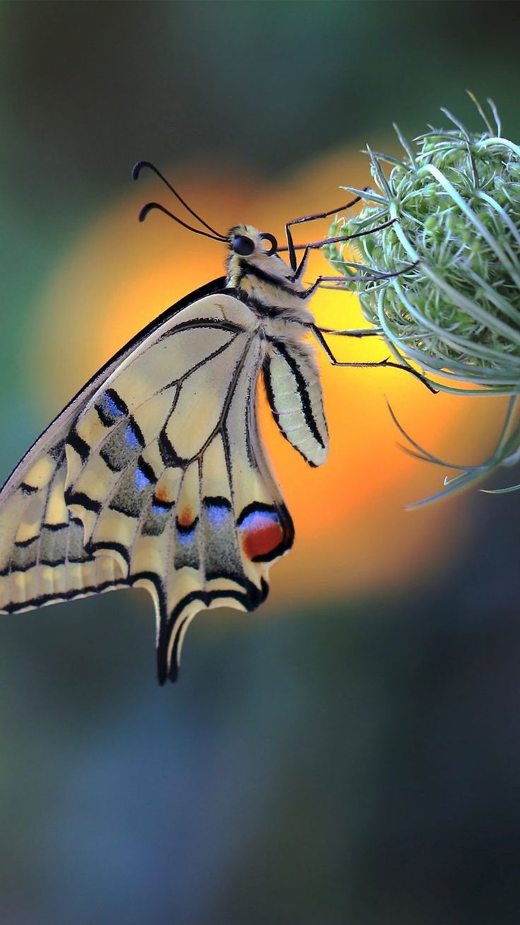 a close up of a butterfly on a plant