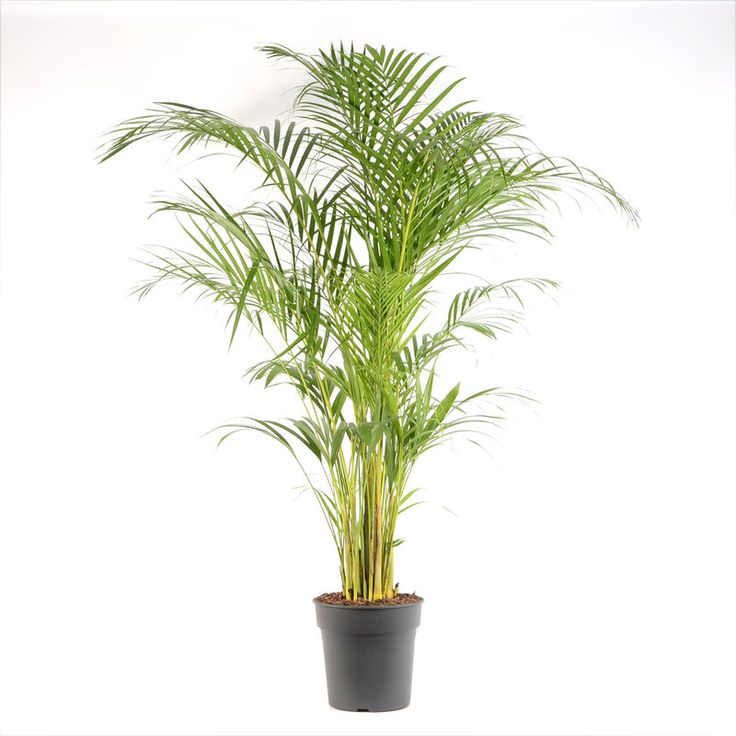 a potted plant is shown on a white background