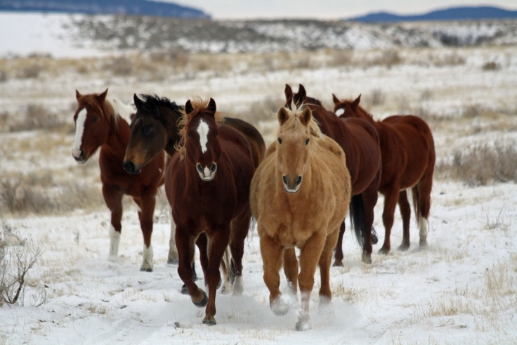 several horses running in the snow together