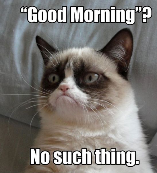 a grumpy cat sitting on top of a couch with the caption good morning? no such thing