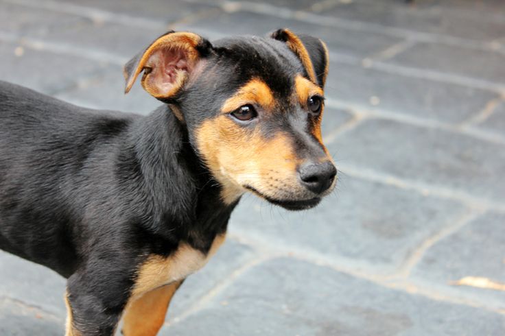 a small black and brown dog standing on top of a stone floor next to a sidewalk