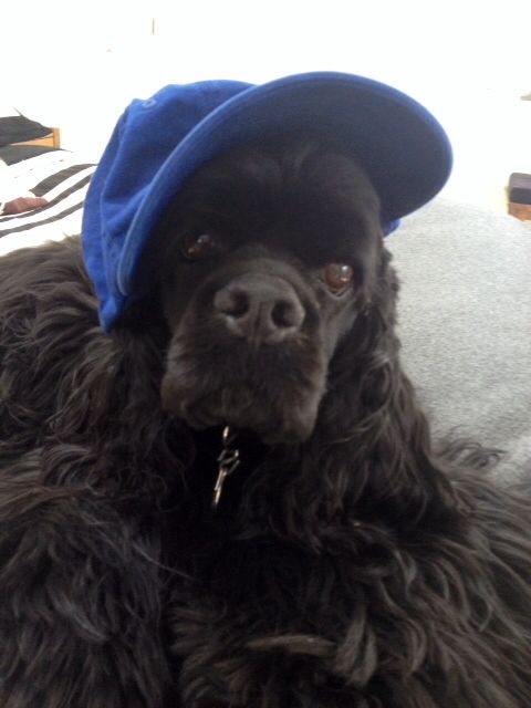 a black dog wearing a blue hat on top of his head