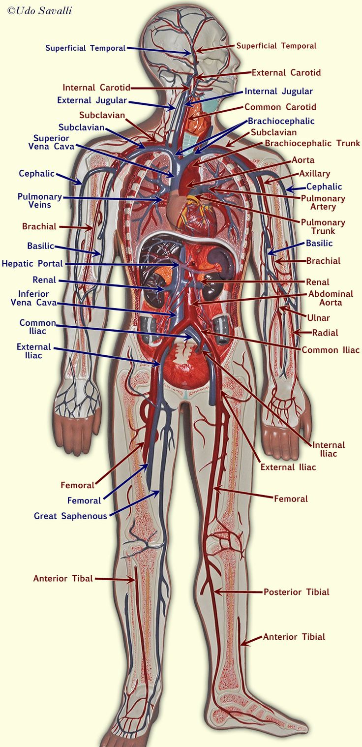 Veins Of The Body Diagram