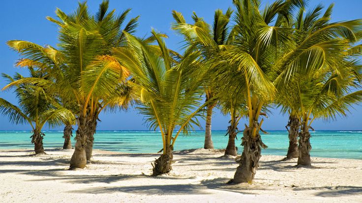 several palm trees on the beach with clear blue water in the backgrounnd