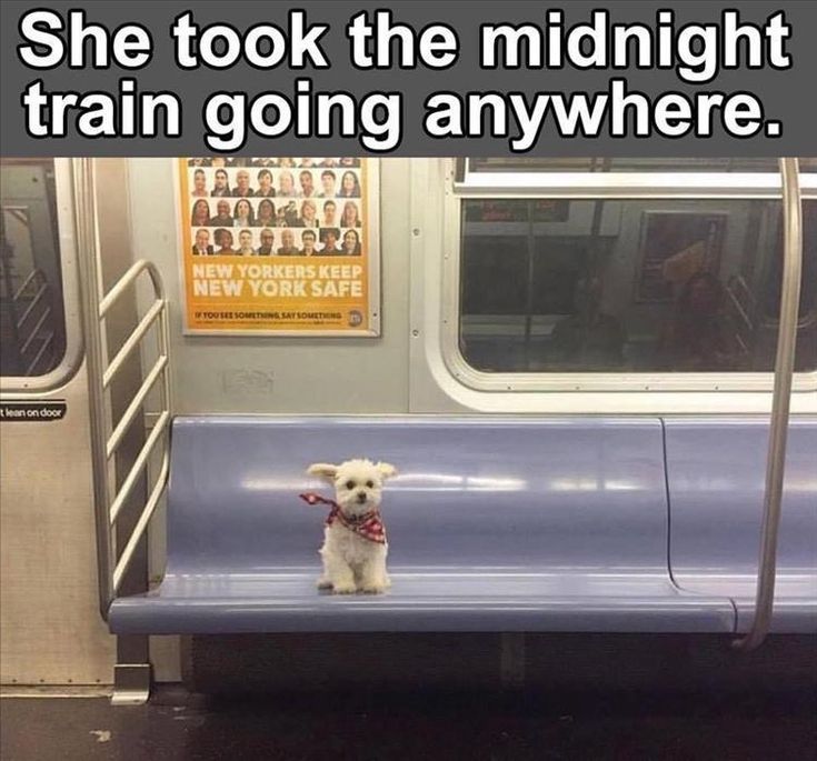 Going Anywhere  Funny animals Funny animal memes Funny animal pictures