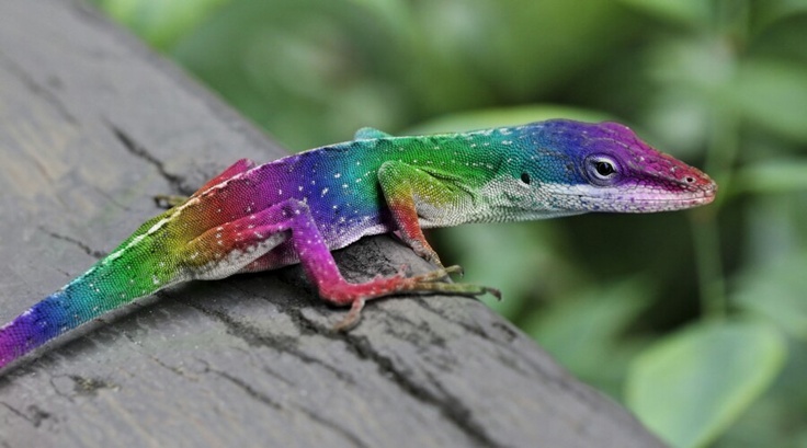 a rainbow colored lizard sitting on top of a tree