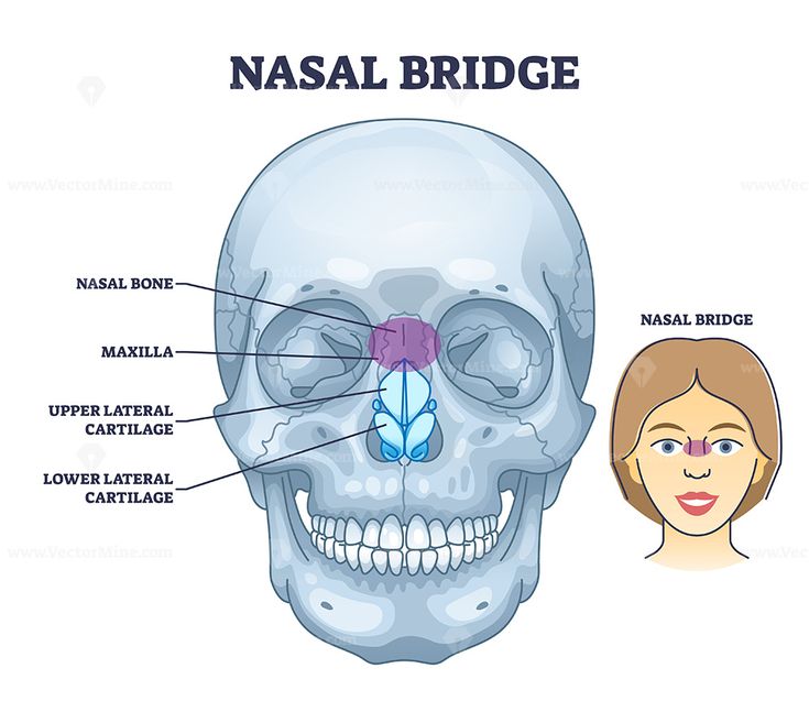 an image of the anatomy of a human skull with labels on each side and description