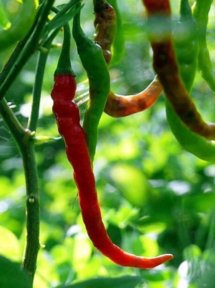 some red and green peppers hanging from a plant