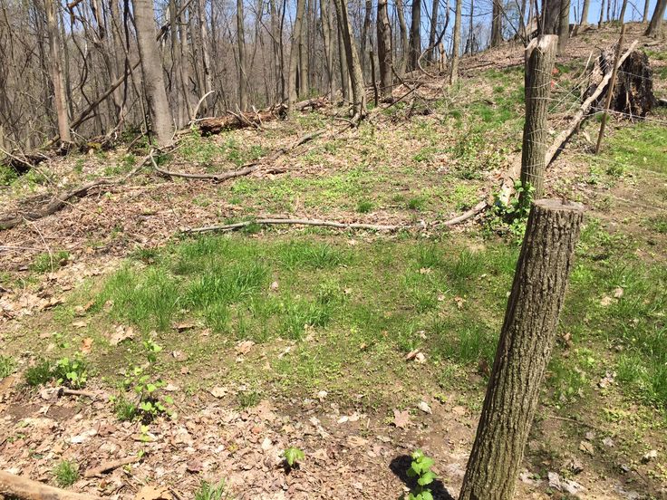 an empty field in the middle of a wooded area with dead trees and leaves on the ground