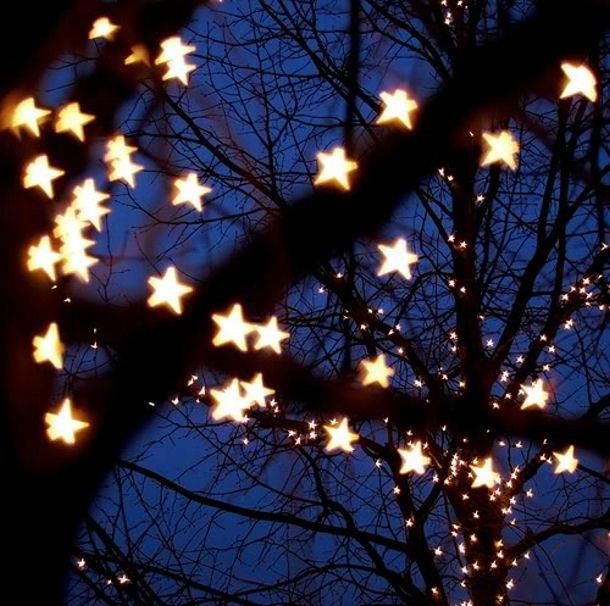 the branches of trees are lit up with white stars in the night sky behind them